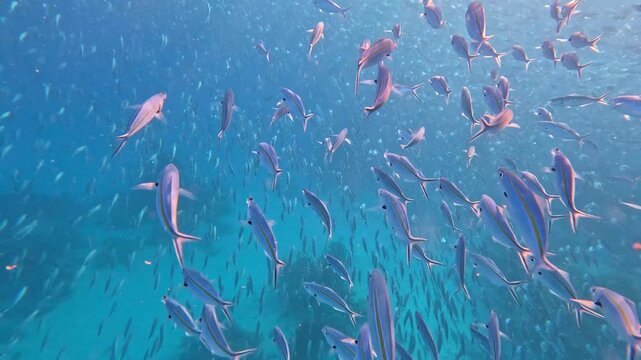 Closeup underwater with big shoal schooling fusiliers and long jawed mackerel fish swimming and feeding on plankton and jellyfish eggs in tropical waters of Yasawa Islands, Fiji, South Pacific