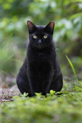 black cat on the grass © Hendrys