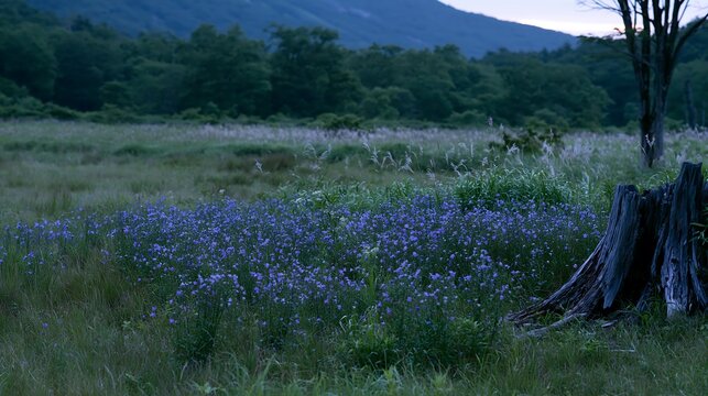 Fukushima native meadow with weathered stump and wildflowers