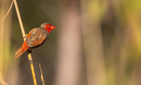 Beautiful crimson finch (neochmia phaeton) in Kakadu National Park, Australia
