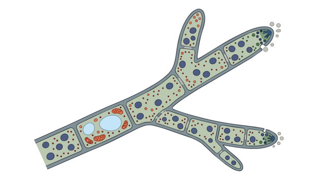 Fungal hypha anatomy and microscopic cellular structure in clean vector illustration for botanical science and laboratory mycology education