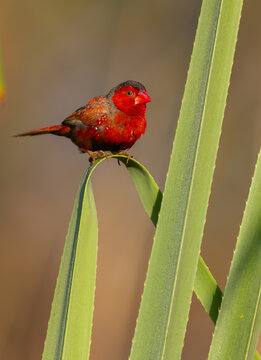 Beautiful crimson finch male (neochmia phaeton) in Kakadu National Park, Australia