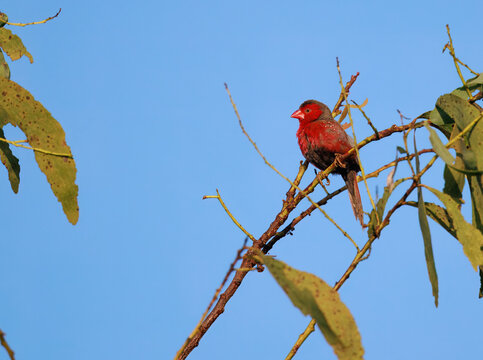Beautiful crimson finch male (neochmia phaeton) in Kakadu National Park, Australia