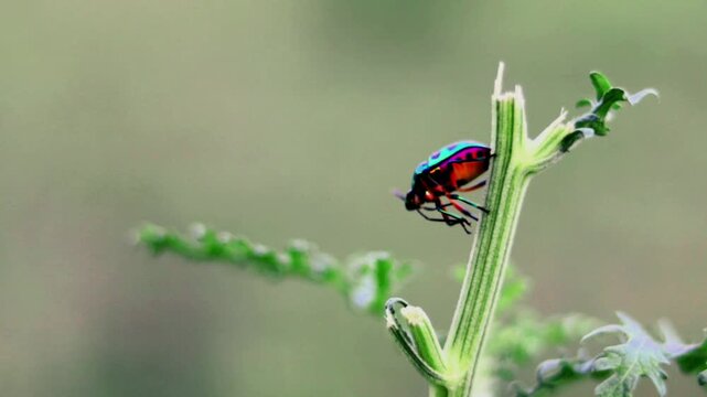Colorful Jewel Beetle Crawling on a Green Plant Stem in Nature, Macro Wildlife Footage
