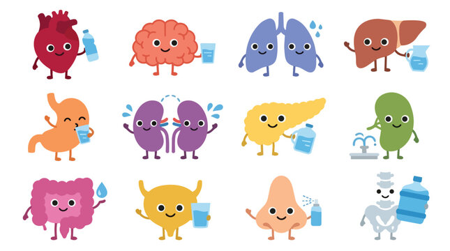 Human organ hydration characters with water bottles in cute kawaii vector style for pediatric health and wellness branding