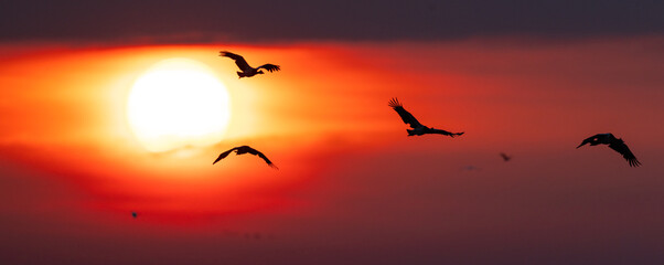 Fototapeta premium Magpie Geese (Anseranas semipalmata) flying across the sun at a stunning smoky sunset over Fog Dam, Northern Territory, Australia