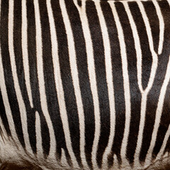 Naklejka premium Grevy's zebra stripes showing natural pattern and texture