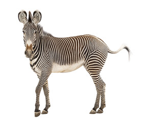 Fototapeta premium Grevy's zebra standing with black and white stripes