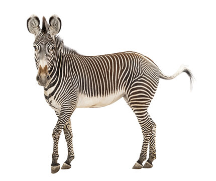 Grevy's zebra standing with black and white stripes
