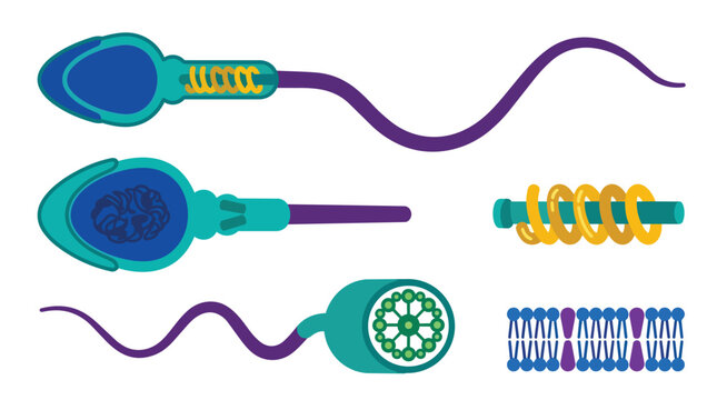 Spermatozoa anatomy and human reproductive cell structure vector for medical education and fertility clinics