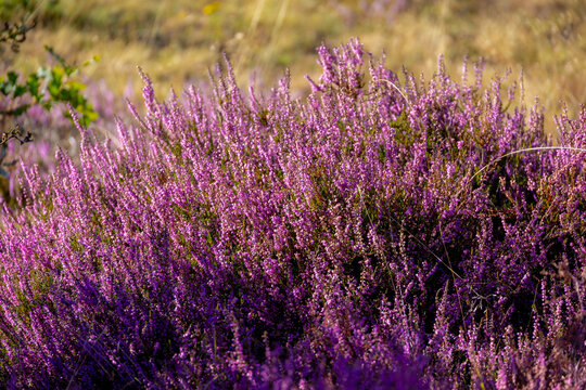 Selective focus bush of wild purple flowers Calluna vulgaris (heath, heide, ling or simply heather) is the sole species in the genus Calluna in the flowering plant family Ericaceae, Natural background