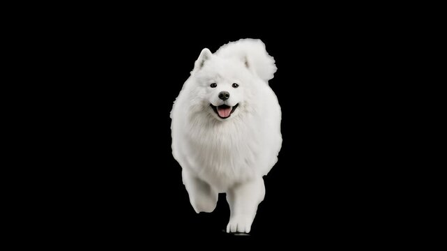 A fluffy white Samoyed dog running directly toward the camera with a happy smile, isolated on a solid black background. Ideal for pet food advertisements, veterinary promos, animal clips, and high-con
