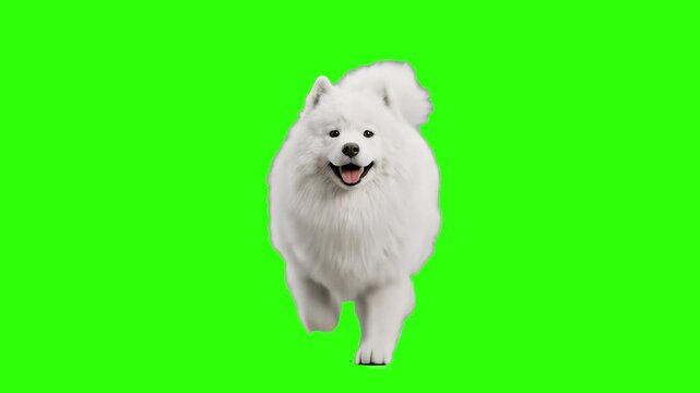 A fluffy white Samoyed dog running happily toward the camera with a smiling face, isolated on a solid green chroma key background. Great for pet care commercials, dog grooming advertisements, family-f