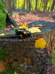Naklejka premium CLOSE UP, DOF: Black and yellow fire salamander rests on damp, mossy tree stump surrounded by fallen autumn leaves. Encounters with small wild animals during nature walks in the rainy fall season.