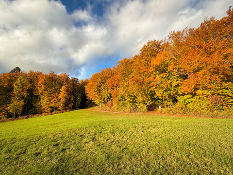 Green meadow opens toward brilliant orange and yellow autumn woodland in Dolenjska, Slovenia. Large white clouds and patches of blue sky frame the vibrant countryside in warm shades of fall season.