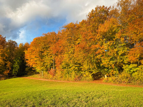 Vivid autumn forest borders a lush green meadow beneath rolling clouds. Golden and orange treetops glow in warm sunlight, creating a peaceful countryside scene rich in seasonal colour and contrast.