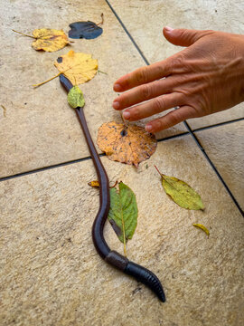 CLOSE UP: Large earthworm crawls across wet outdoor tiles scattered with autumn leaves. An unrecognizable person holds a hand nearby to show impressive length and size of the animal after wet weather.