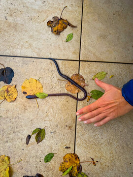 CLOSE UP: Remarkably long earthworm on damp patio tiles among yellow and green fallen leaves while human hand provides clear size comparison. Authentic garden wildlife encounter after autumn rain.