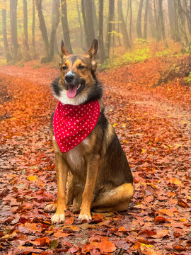PORTRAIT: Happy shepherd mix sits on forest path wearing a red bandana. Cute pet is surrounded by warm autumn colours, fallen leaves and soft mist. Energetic and friendly dog during an outdoor walk.