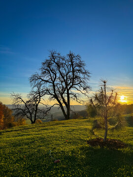 LENS FLARE, SILHOUETTE: Bare trees stand on a grassy hill as warm evening sun lights the meadow under a deep blue sky. Peaceful autumn landscape with rolling hills and golden light in rural Slovenia.