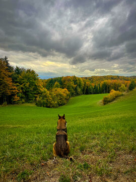 Mixed breed dog sits quietly in a green meadow, looking across rolling autumn hills and colorful woodland under heavy clouds. Peaceful and watchful pet caught in a calm moment during a walk in nature.