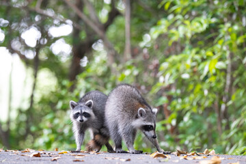 Racoon © Hendrys