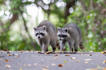 Racoon © Hendrys