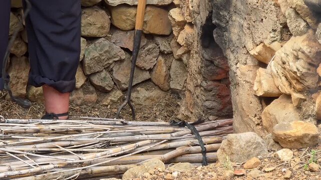 Close up shot of stoking an ancient stone oven with dry reed bundles during the traditional Escalda festival in Spain. Heating the cauldron for grape scalding, showing historic raisin making methods 