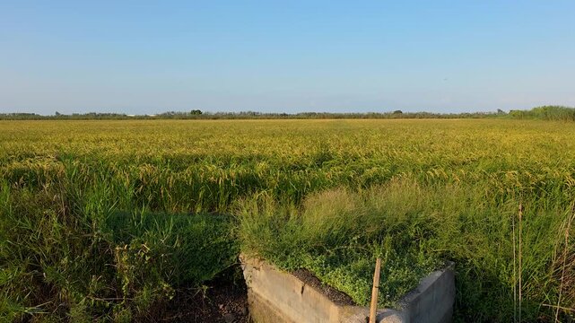 Smooth tilt down shot moving from vast golden ripening Bomba rice fields to an agricultural water sluice gate and irrigation canal system in Marjal de Pego-Oliva Natural Park, Spain. Authentic Mediter
