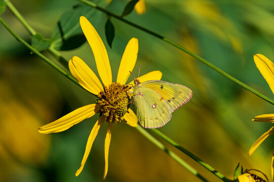 Colias eurytheme or orange sulphur, also known as the alfalfa butterfly nectaring on the flowers of the Cutleaf Coneflower. The coneflower is a sunflower-like perennial with branched, leafy stalk.