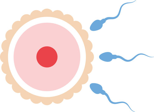 Egg Cell and Sperm Fertilization Concept with Reproductive Biology Vector Illustration