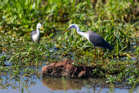 Juvenile Pied Heron (Egretta picata) at Fogg Dam,  Northern Territory, Australia