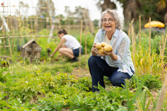 Portrait of happy elderly woman with a potato harvest in their hands in their garden