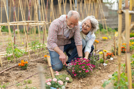 Elderly couple tending to various flowers in their garden together
