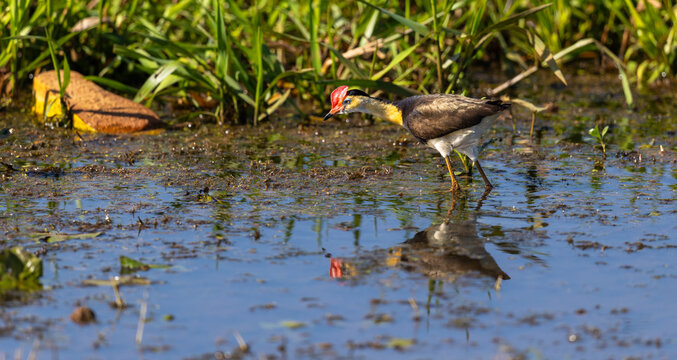 Comb-crested jacana (Irediparra gallinacea), also known as lotusbird or lilytrotter, hunting for insects at the Mary River, Kakadu, National Park, Northern Territory, Australia