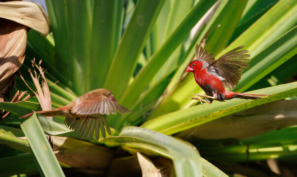 Colourful male and juvenile crimson finch (neochmia phaeton) in flight in Kakadu National Park, Australia