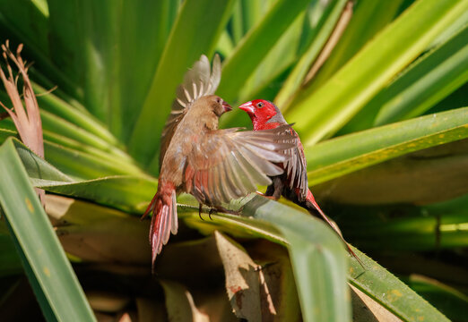 Colourful male and juvenile crimson finch (neochmia phaeton) in flight in Kakadu National Park, Australia