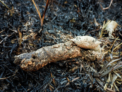 Animal Scat on Burnt Grass Field