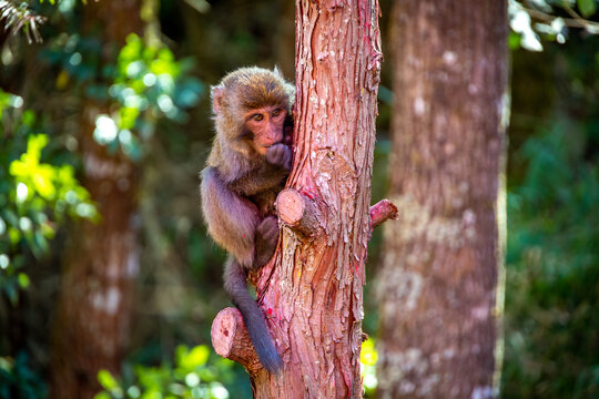 Juvenile Taiwan Macaque Clinging to a Tree in the Forest