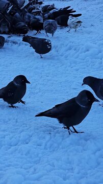 crows on the snow, crows gathering food