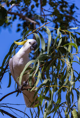 Wild and excited Sulphur-crested Cockatoo (Cacatua galerita) on a branch in the Kakadu National Park, Northern Territory, Australia © Reto Ammann