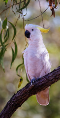Wild and excited Sulphur-crested Cockatoo (Cacatua galerita) on a branch in the Kakadu National Park, Northern Territory, Australia © Reto Ammann