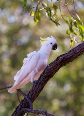 Wild and excited Sulphur-crested Cockatoo (Cacatua galerita) on a branch in the Kakadu National Park, Northern Territory, Australia © Reto Ammann