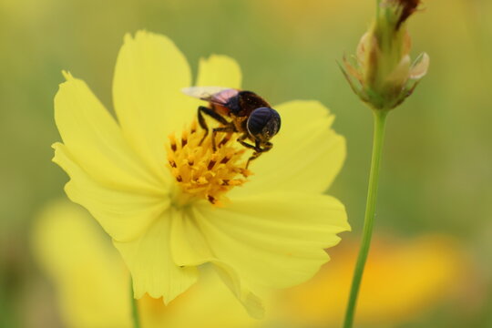 A hoverfly sucking nectar from a yellow cosmos flower