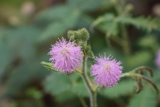 The round, pink flower of the sensitive plant