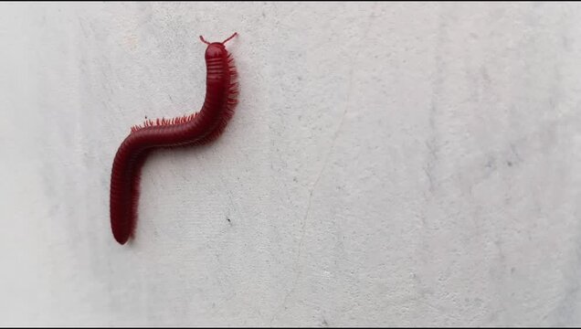 A millipede (Trigoniulus corallinus) crawling on a white wall surface; animal world, Diplopoda.