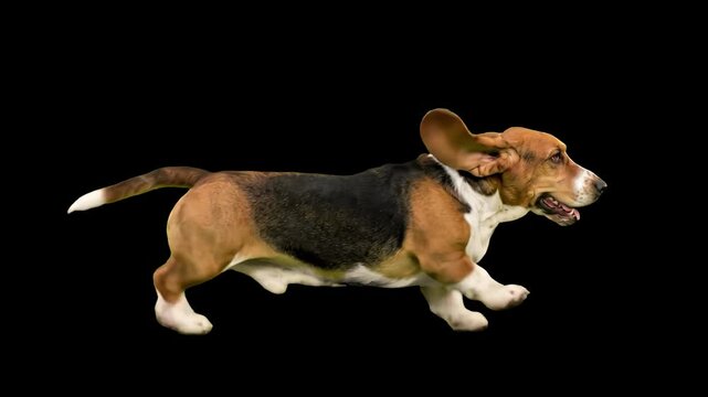 A tri-color Basset Hound dog running or trotting with floppy ears flying, isolated on a solid black background. Ideal for pet product commercials, veterinary ads, canine agility showcases, and high-co