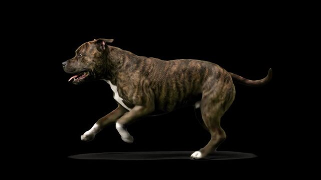 A brindle American Pit Bull Terrier dog running fast isolated on a solid black background. Ideal for athletic pet commercials, guard dog security promos, veterinary nutrition ads, and high-contrast mo