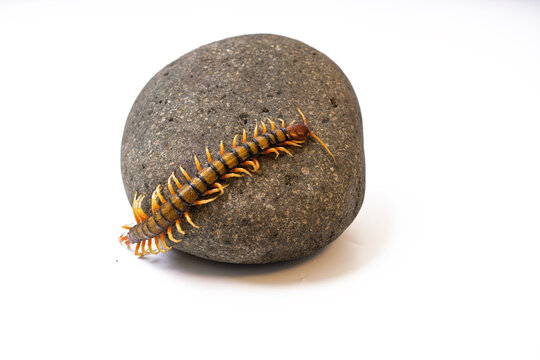 Giant centipede Scolopendra crawling on natural stone isolated on white background studio macro photograph