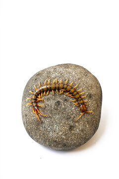 Giant centipede Scolopendra crawling on natural stone isolated on white background studio macro photograph